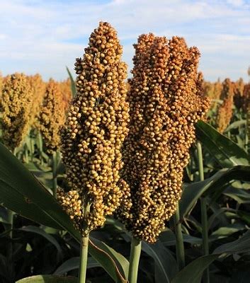  Sorghum: ล้วงลึกสู่เมล็ดมหัศจรรย์ของอุตสาหกรรมอาหารและพลังงาน!